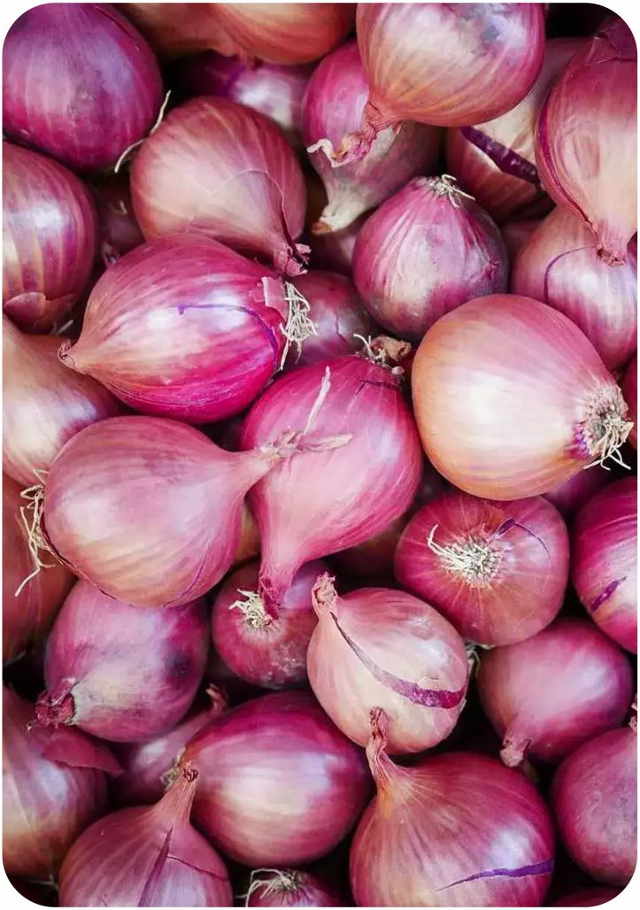 Onion